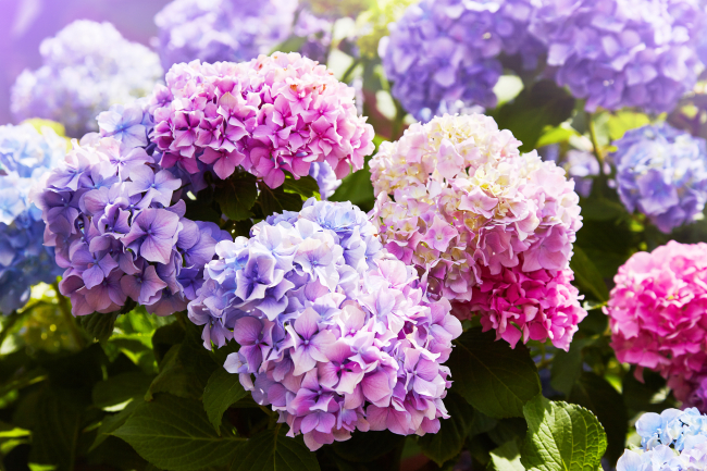 Hortensia