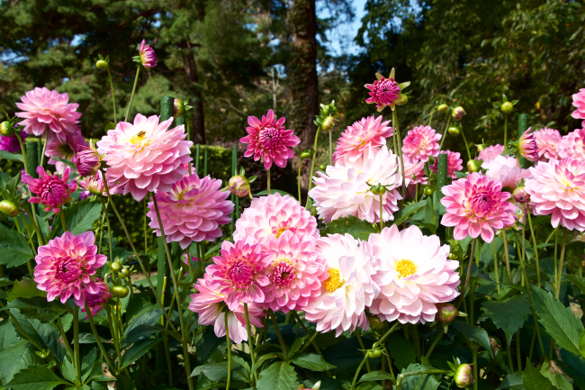 Dahlia