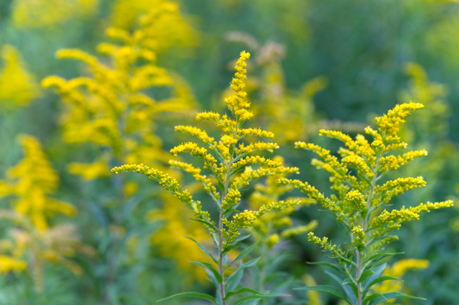 Solidago