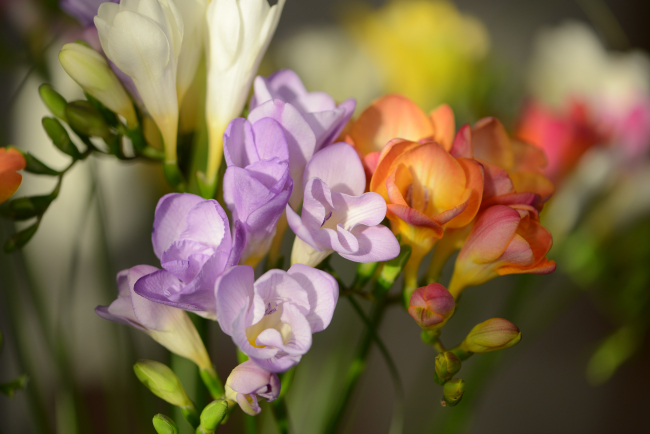 Freesia