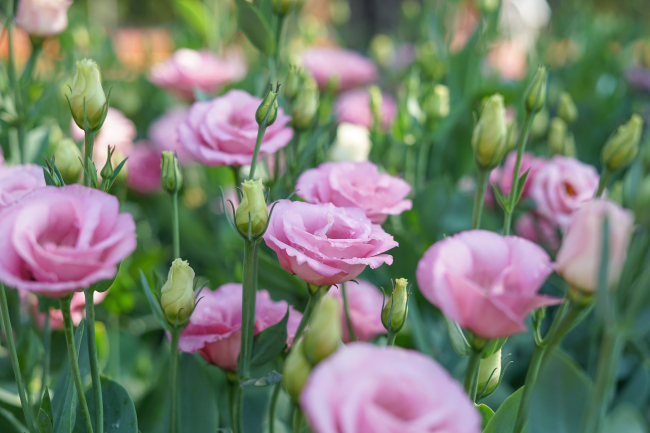 Lisianthus